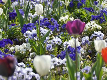 Close-up of purple crocus blooming outdoors