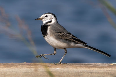 Close-up of bird perching on wood