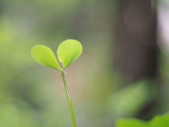 Close-up of green plant