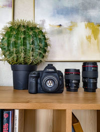 Potted plants on table at home