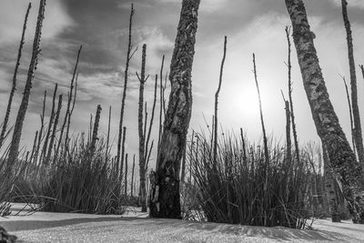 Trees on field against sky during winter