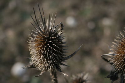 Close-up of dried thistle