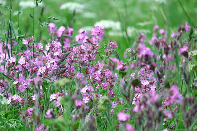 Close-up of pink flowering plants on field