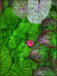 Close-up of green leaves