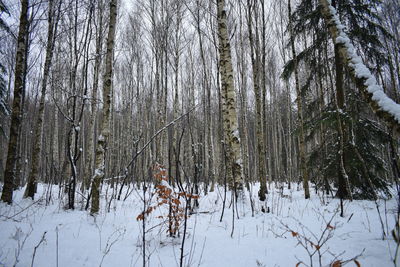 Bare trees on snow covered land during winter