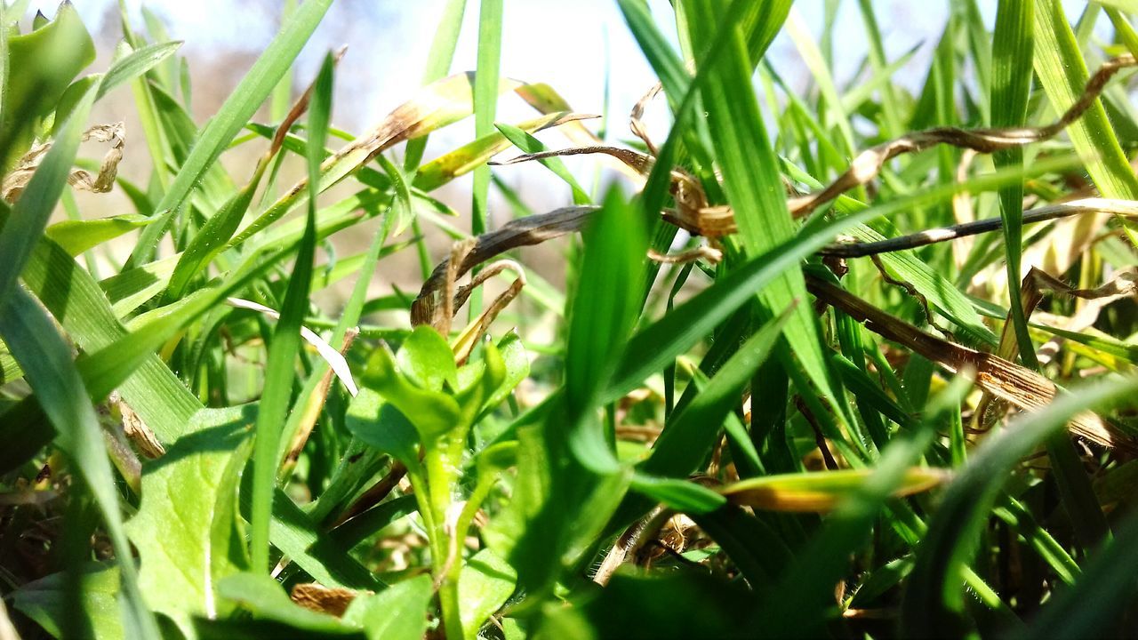 growth, green color, plant, nature, leaf, no people, close-up, beauty in nature, outdoors, day