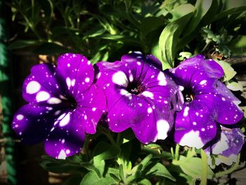 Close-up of bumblebee on purple flowers