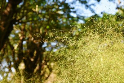 Close-up of spider web on tree