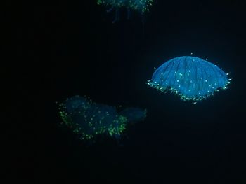 Jellyfish swimming in water at night