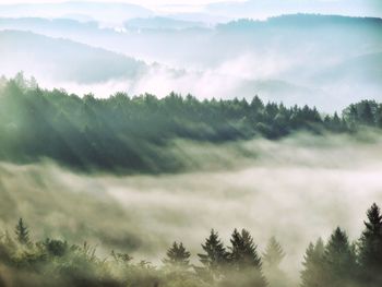 Trees in forest against sky