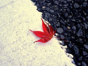 Maple leaves on ground