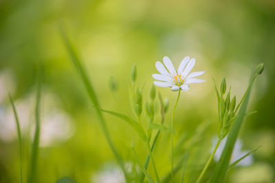 Close-up of flower