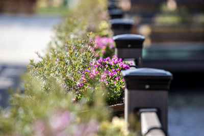 Selective focus of flowers