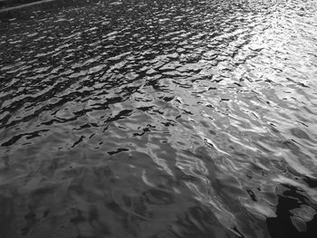 Full frame shot of turtle swimming in water