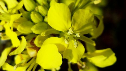 Close-up of yellow flower