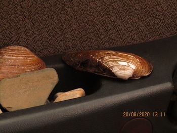 High angle view of snail on table