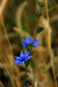 Close-up of flowers against blurred background