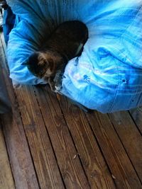 High angle view of cat sleeping on hardwood floor