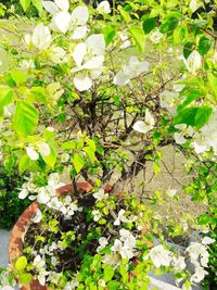 Close-up of white flowering plant