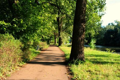 Trees in park