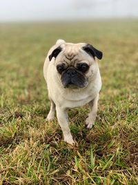 Portrait of dog on field