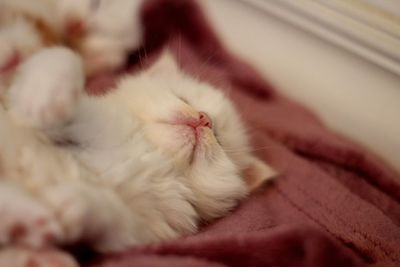 Close-up of cat sleeping