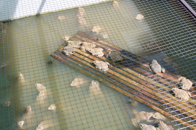 High angle view of birds in cage