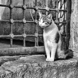 Close-up of cat sitting outdoors
