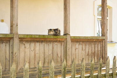 Portrait of a cat peeking