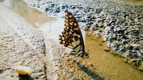 Close-up of butterfly on rock