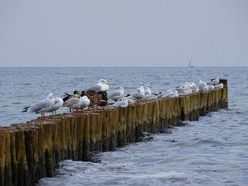 Seagulls perching on sea