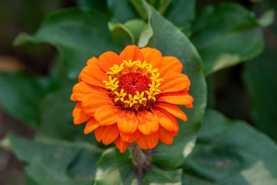 Closeup of a bright orange zinnia flower - michigan - usa