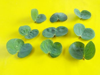 Directly above shot of yellow and leaves