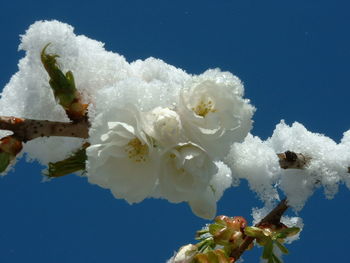 Close-up of fresh white flowers