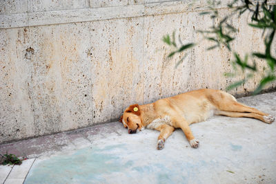 Dog sleeping on wall