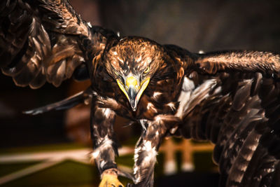 Close-up of eagle