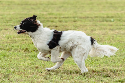 Landseer dog