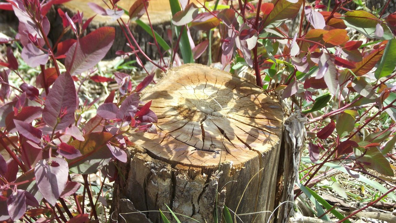 growth, close-up, nature, leaf, plant, day, tree, branch, outdoors, dry, no people, focus on foreground, natural pattern, fragility, beauty in nature, wood - material, field, tranquility, protection, high angle view