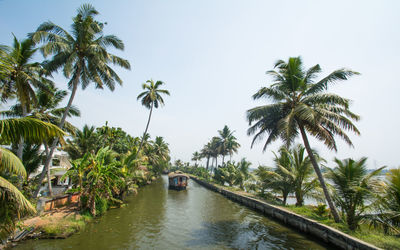 Palm trees by sea against clear sky