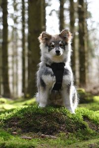 Portrait of a young puppy finnish lapphund dog sitting in the forest or woods 