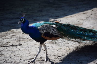 Close-up of peacock