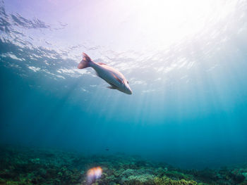 Fish swimming in sea