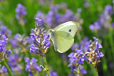 Close-up of butterfly on purple flower