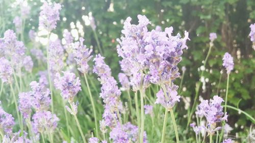 Close-up of purple flowering plants on field