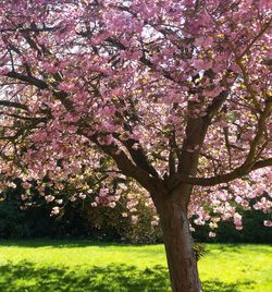 Cherry blossom tree in park