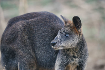 Close-up of a swamp wallaby