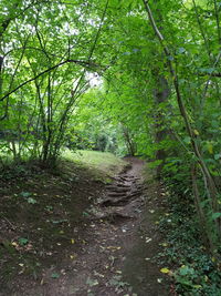 Trees in forest