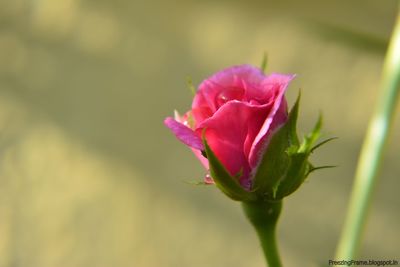 Close-up of pink rose