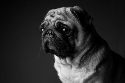 Close-up portrait of dog