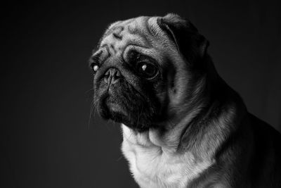 Close-up of pug looking away against wall